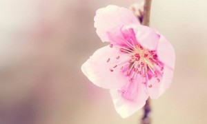 未来一周感情运极佳,桃花运超红的4个星座