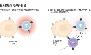原创
2025诺贝尔生理学或医学奖公布 解密免疫系统如何被控制
