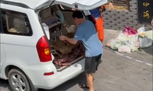 四川德阳“超快猴”被捕获:半个月逛遍城区成当地“明星” 将观察评估后决定其去向