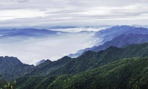 四川屏山首次发现阳彩臂金龟!曾被宣布在中国灭绝