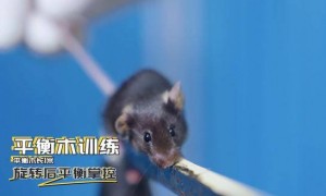 神二十一有4只“小鼠航天员”!选拔Vlog公开→