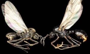 现实版科幻小说: 蚁后跨种生娃!生出1000公里外的另一物种,500万年前同属一家